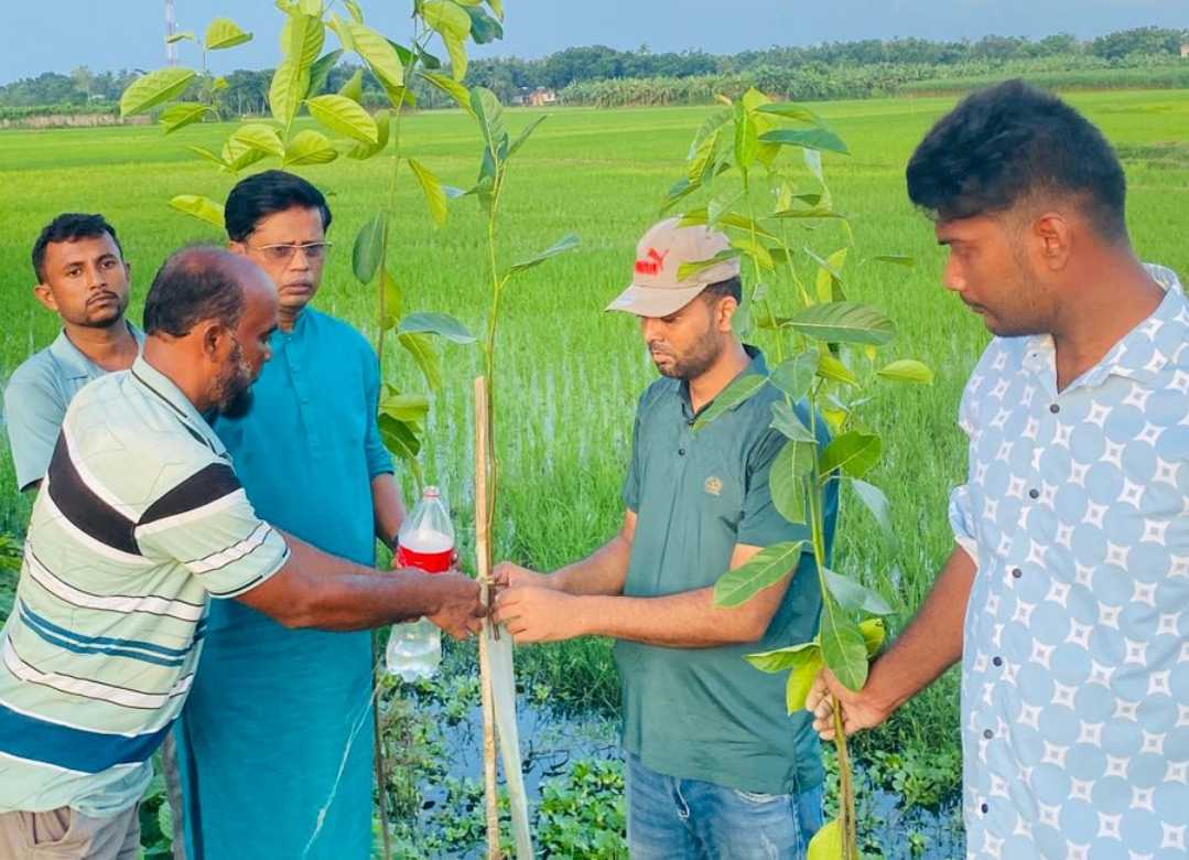 সবুজে সাজবে হোগলবাড়িয়া, সবুর মোল্লার উদ্যোগে শতাধিক চারা রোপণ
